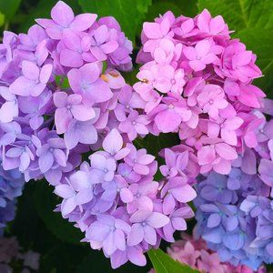 Meet your Posher, Alison